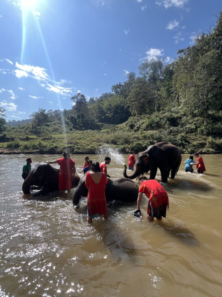Bathing elephants, Chiang Mai, 2024