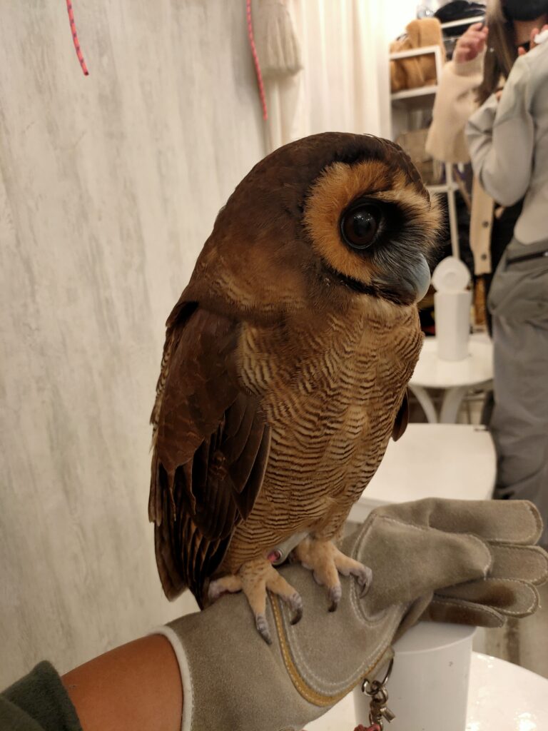 Owl cafe, Japan